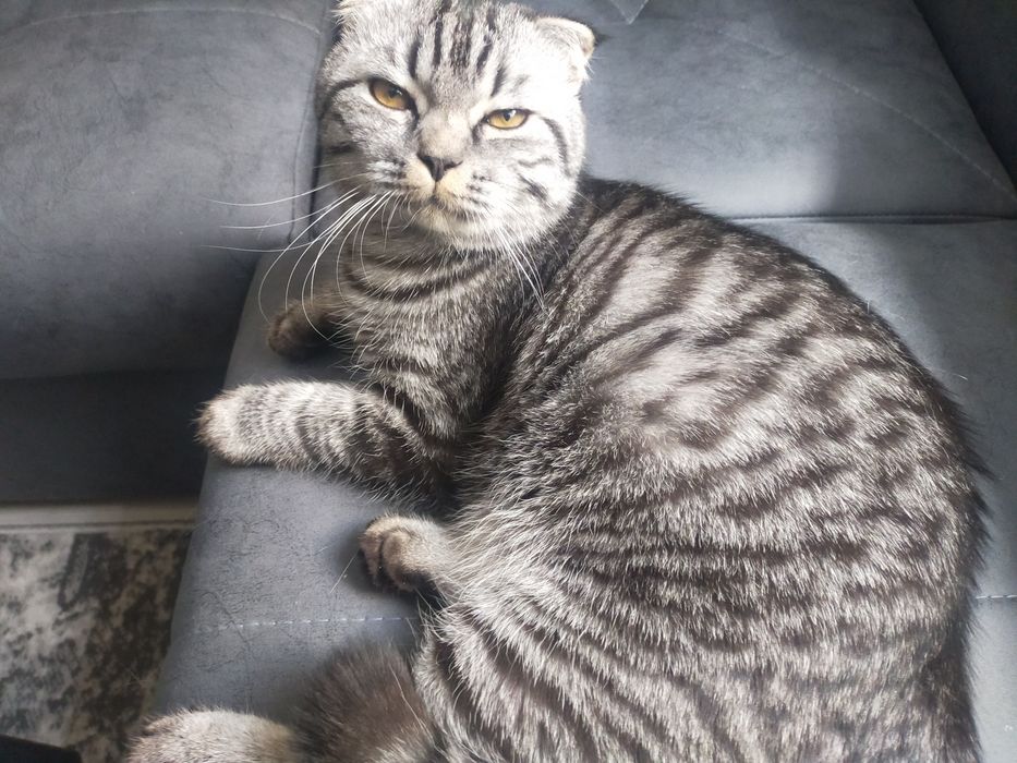 Продаётся кот skotish fold готовый к вязке