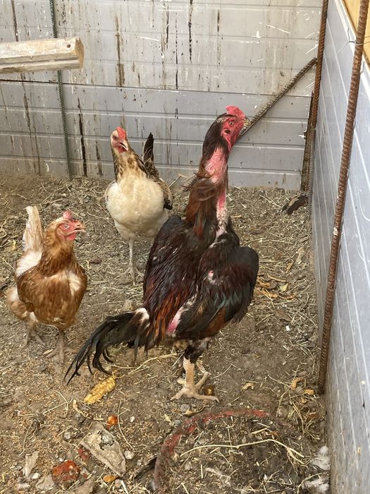 Байтсовый кораз сатылады