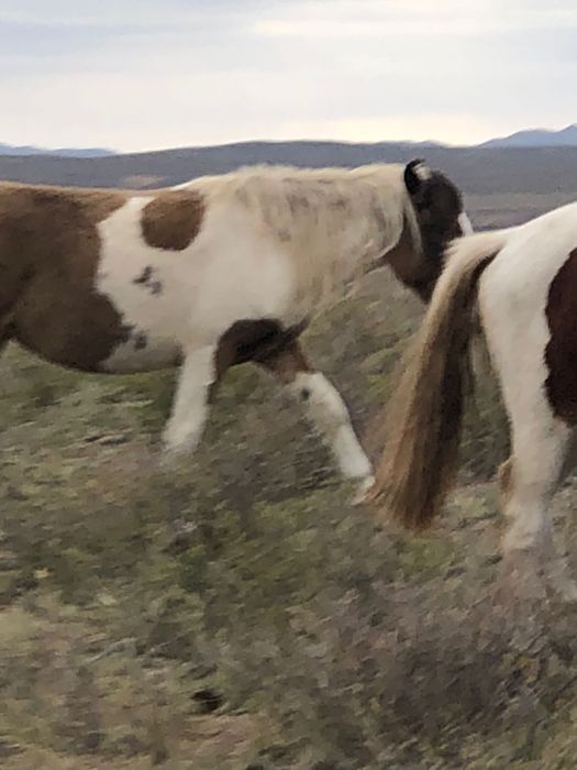 Жас  биелер сатылады