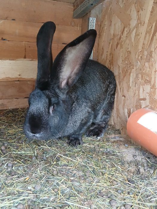 Vând epuri urias german gri fier