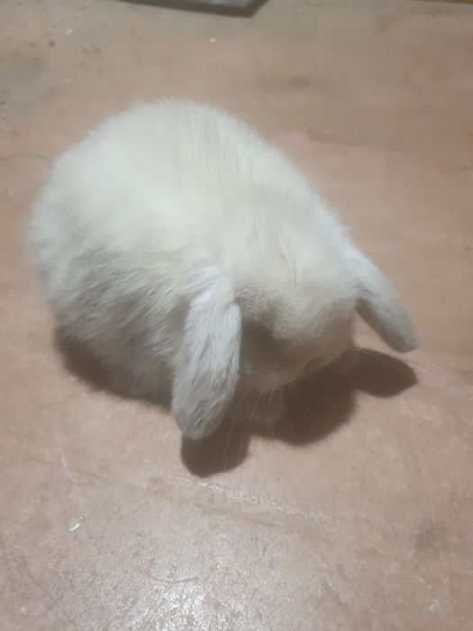Berbec pitic (mini lop)