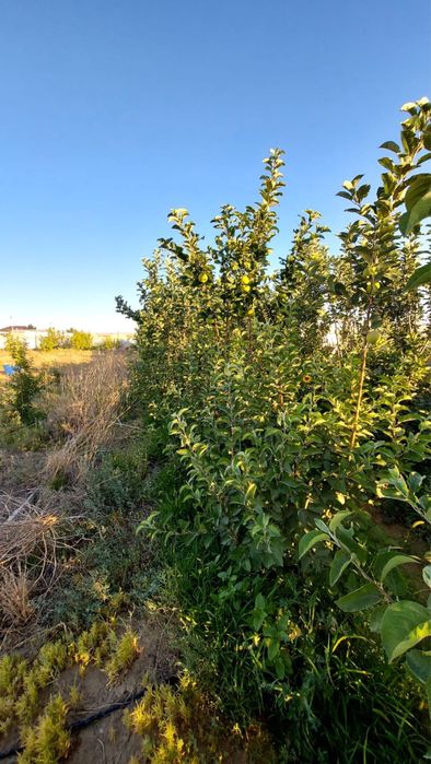 Бакша сенек ауылында 2000м2 0,2гектар