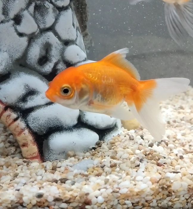 Отдам трёх золотых рыбок