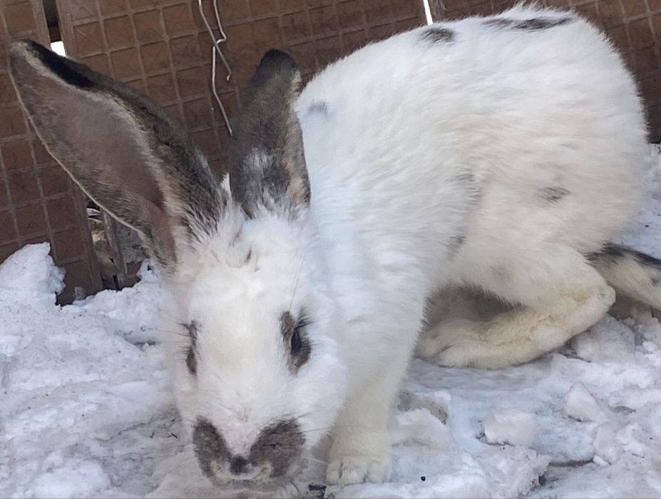 Продам кроликов для разведения