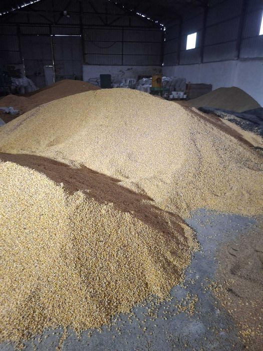 Vand porumb boabe 0.75 lei/kg