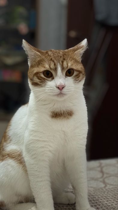 Отдам красавчика