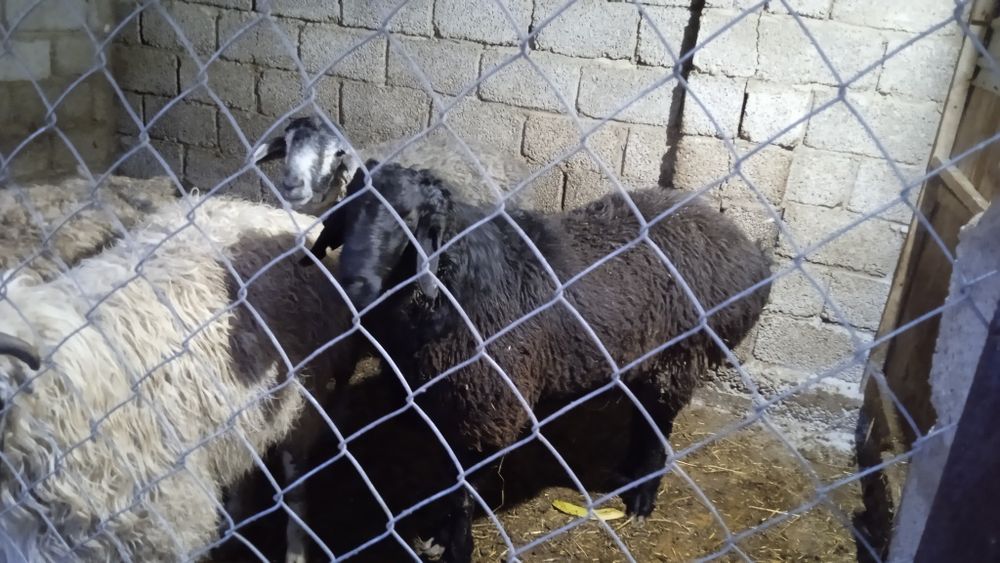 Бағылған қошқарлар сатылады