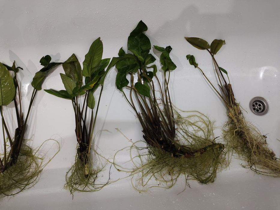 Анубиас Афцели большие кусты