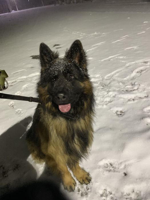 Кобель НО черпашный,д/ш для вязки.Привит, от титулованных родителей.