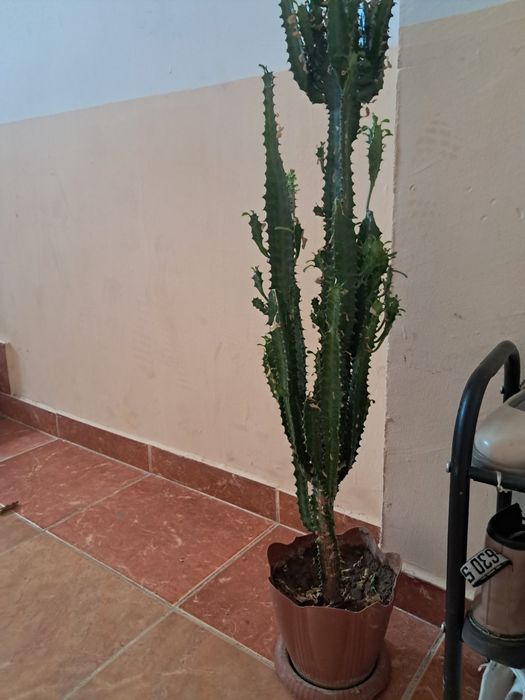 Гул сатылады кактус