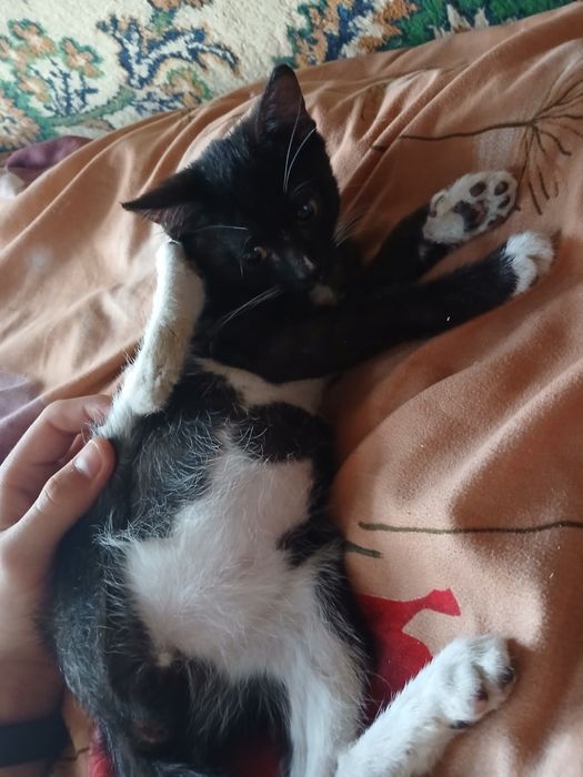 Котёнок мальчик 3,5 месяца