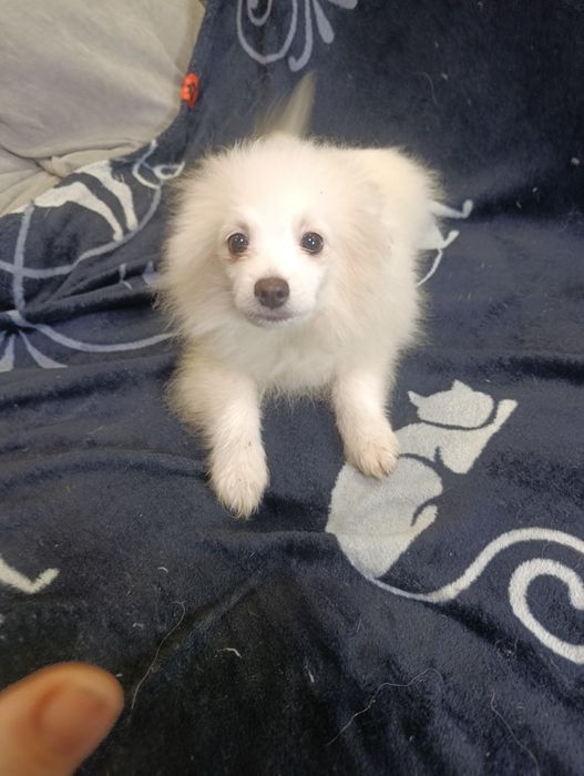 Щенки шпица померанского