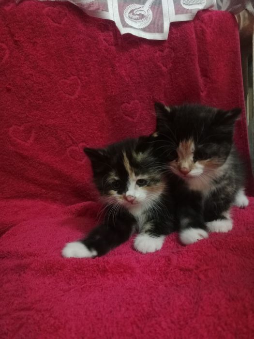 Отдам  котят в добрые руки