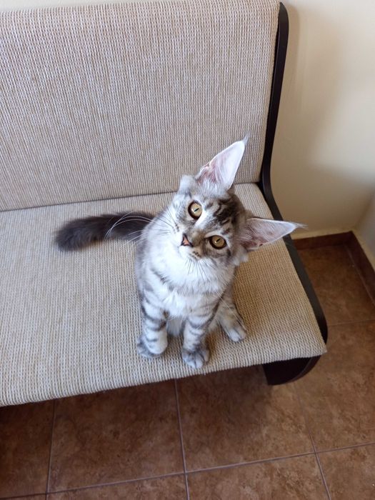 Maine Coon,малко коте