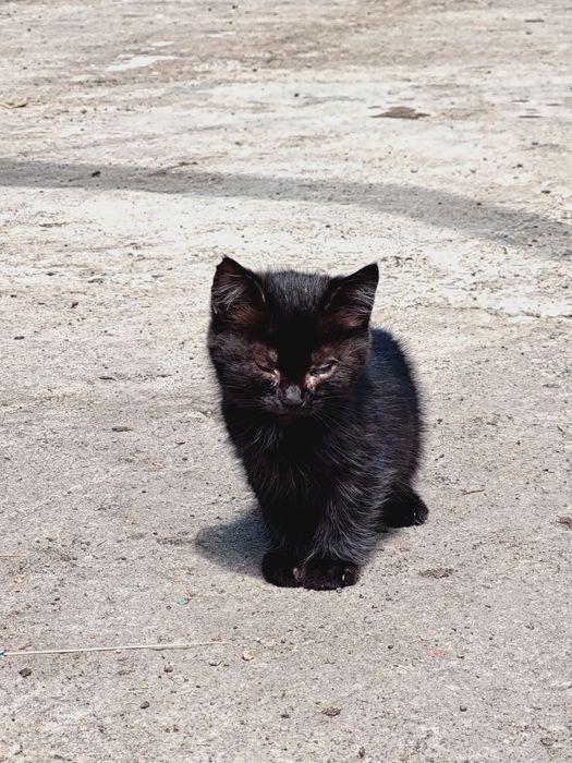 Отдам котят в хорошие руки