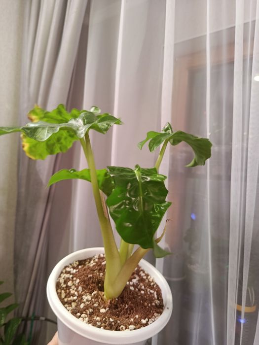 Продам комнатные цветы разные