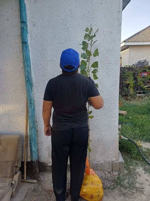 продаём саженцы топология итд