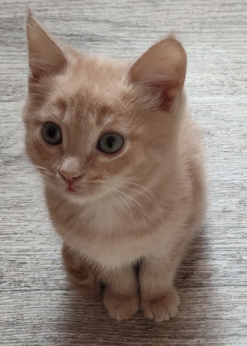 Домашние животные,.