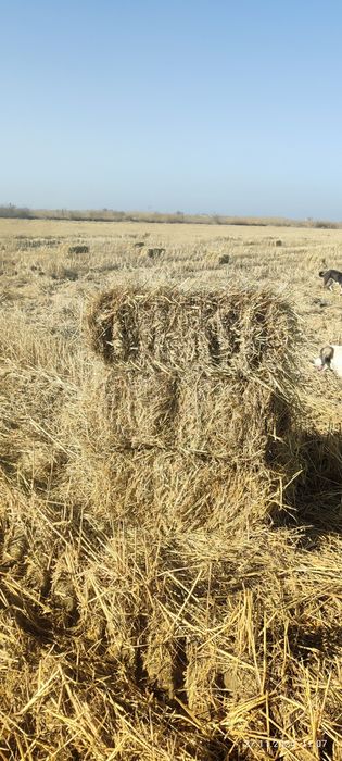 Продаю тюки рисовой соломы.