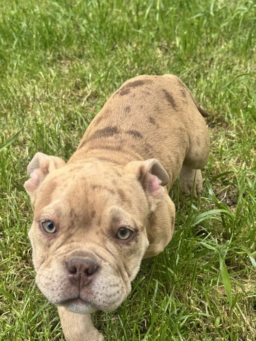 Pui femela American Bully Pocket