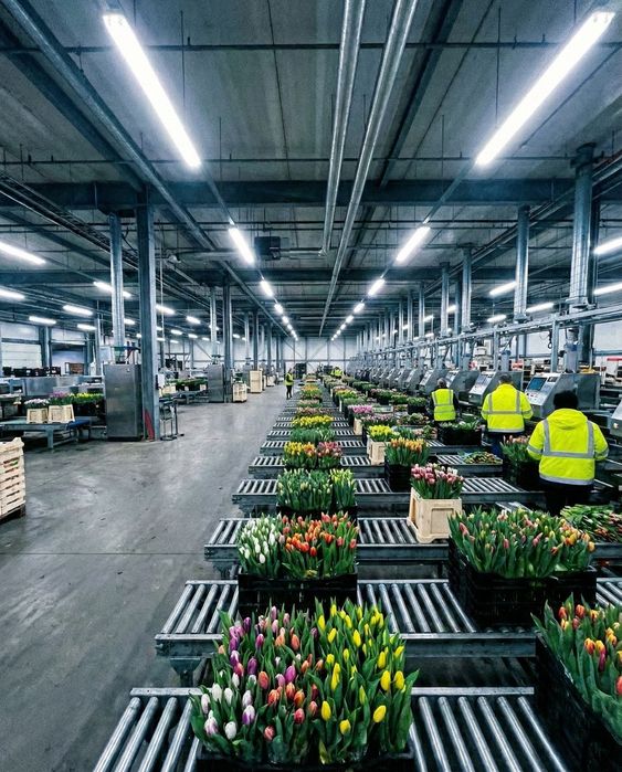 Оптом тюльпаны из Голландии