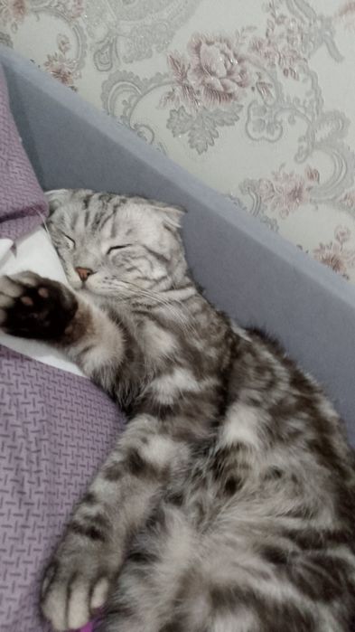 Ищем невесту котику