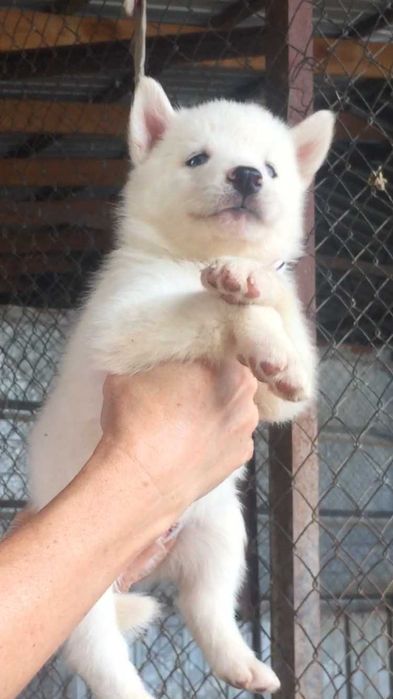 Белый голубоглазый кавалер хаски