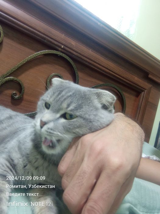 Ақлли мушук сотилади