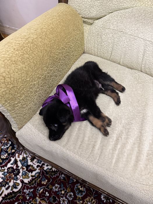 Пристраивается щеночек