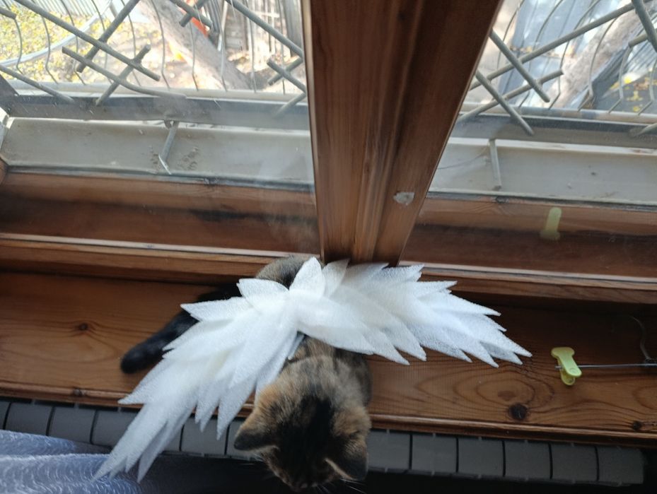 Крылья ангела для кота