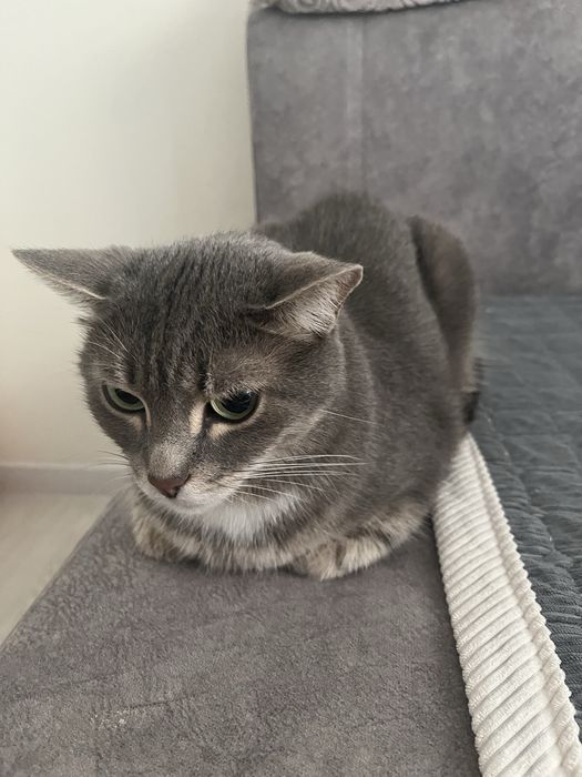 Отдам кошку в добрые руки