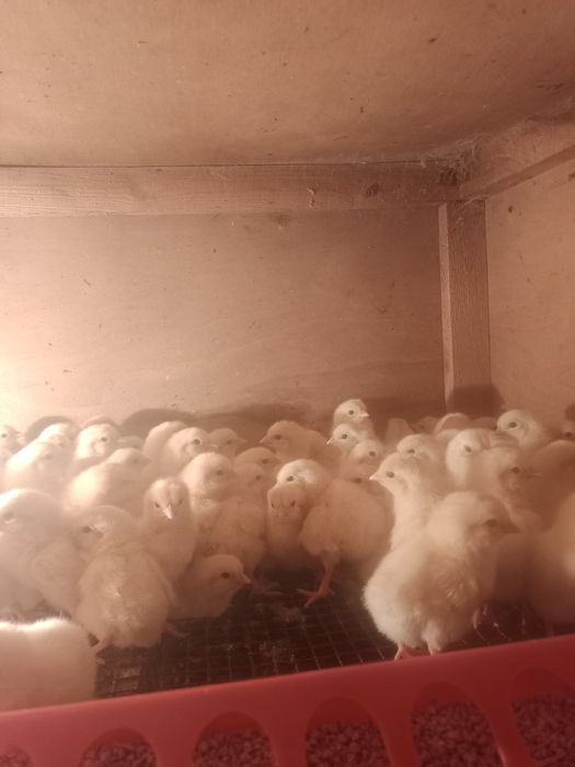 Цыплята петушки трёхдневные