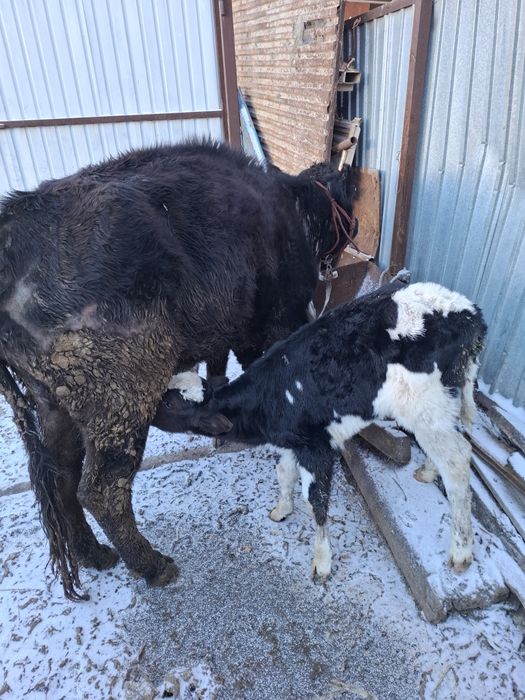 Срочно еки бас бузаулы кашар сатылады