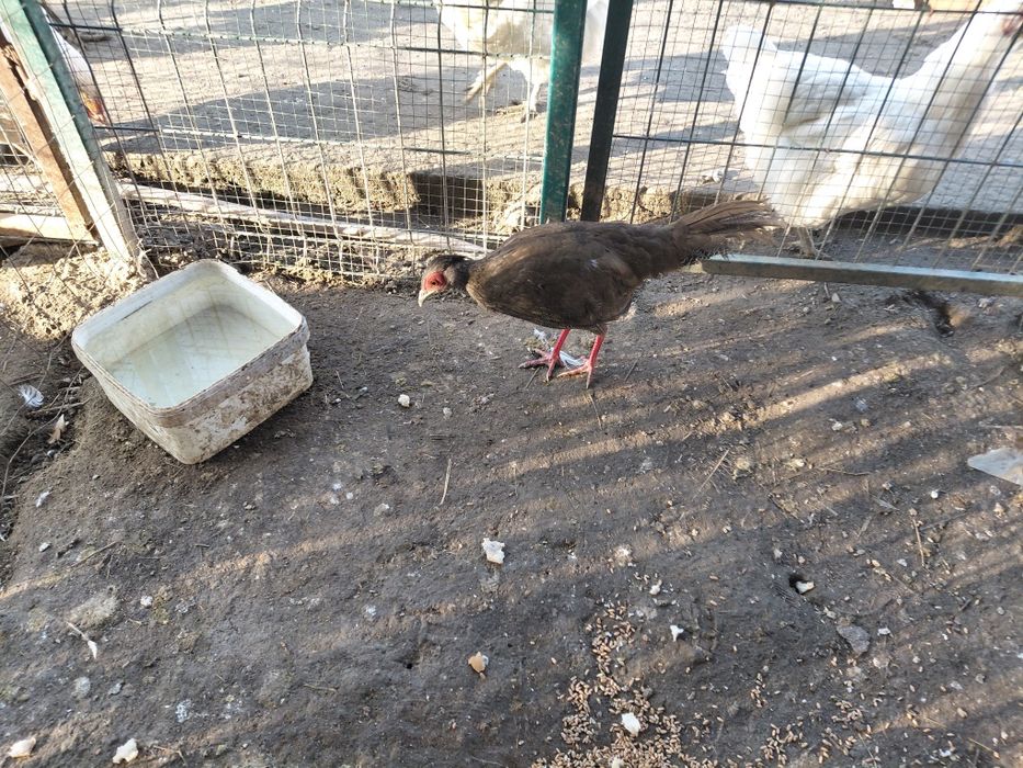 Vând fazani argintii