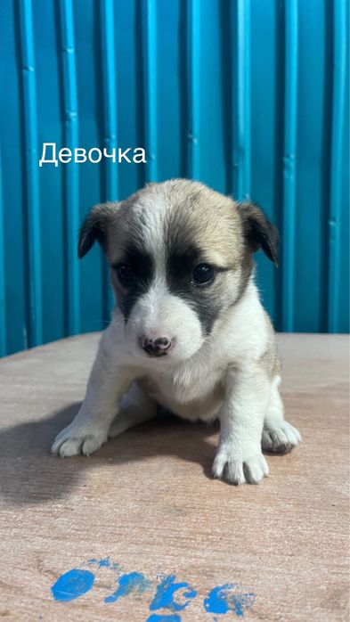 Отдам щенят в хорошие руки