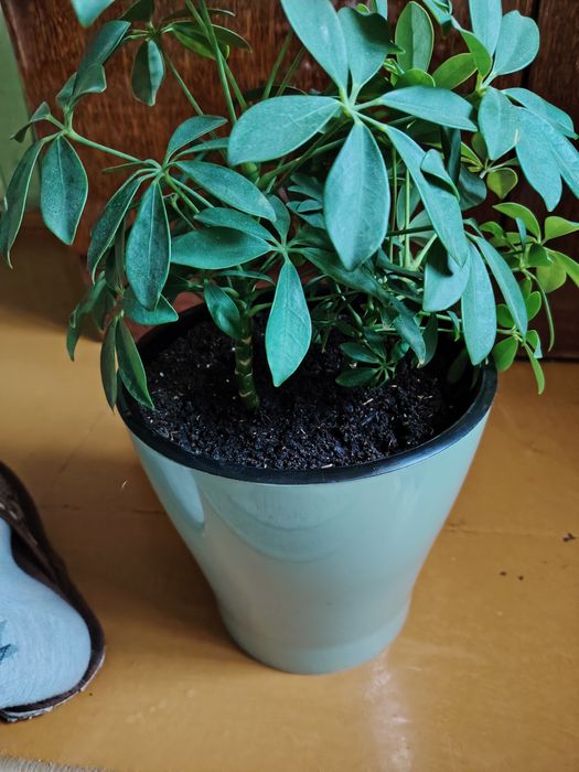 Продам комнатной растение шефлера