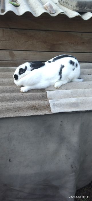 Продам Великан самка