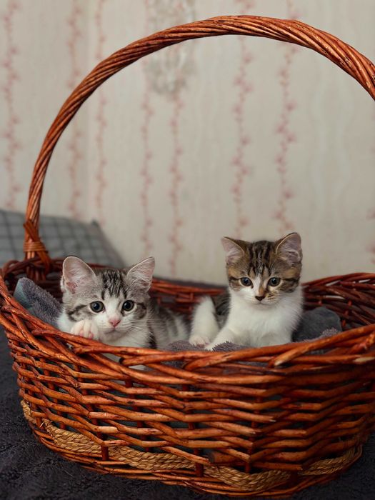 Отдам котят в хорошие руки
