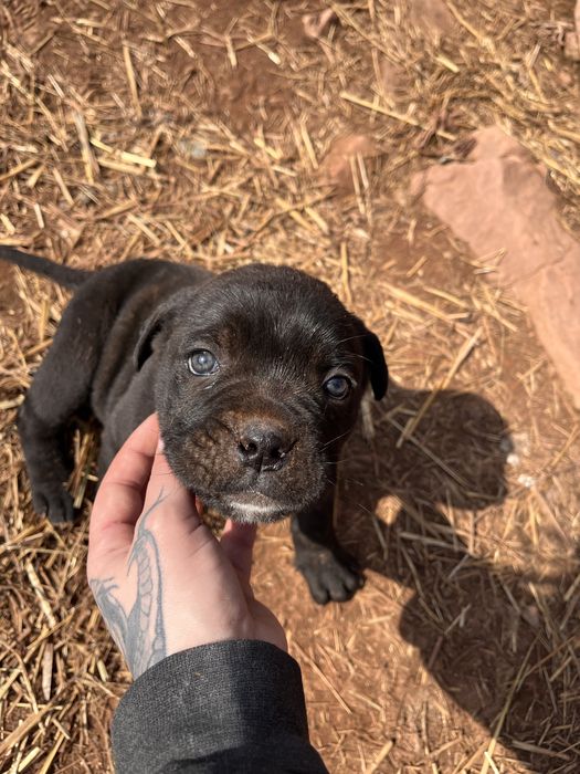 Бебета Кане Корсо