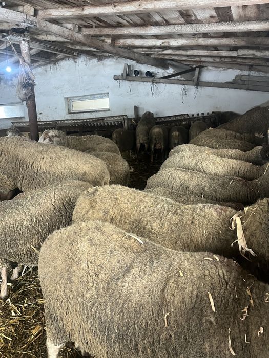 De vanzare 50 de oi bune de prasila!