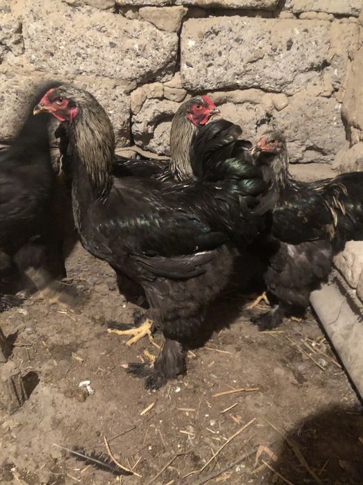 Петухи браммы самцы