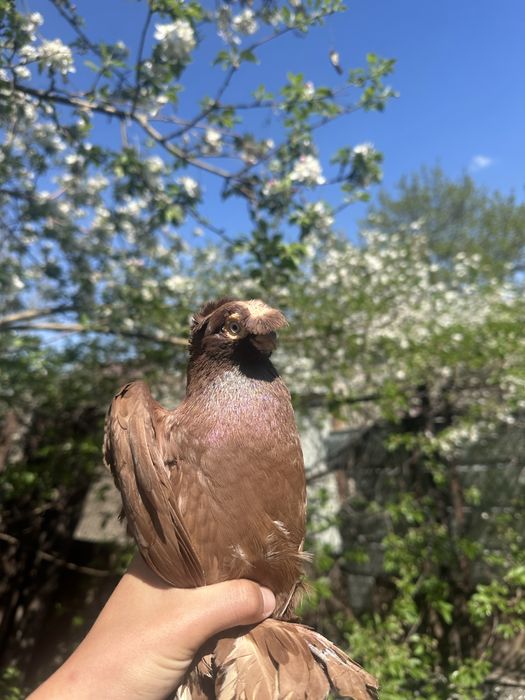 Голубь красивый