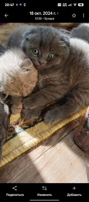 Котята Скоттиш фолдики , упитанные, ухоженные красавчики.
