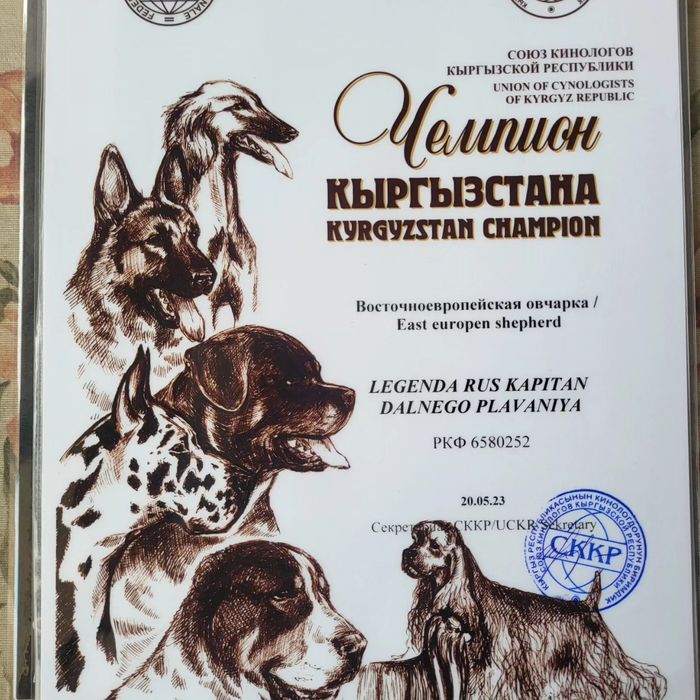 Вязка восточно-европейской овчарки