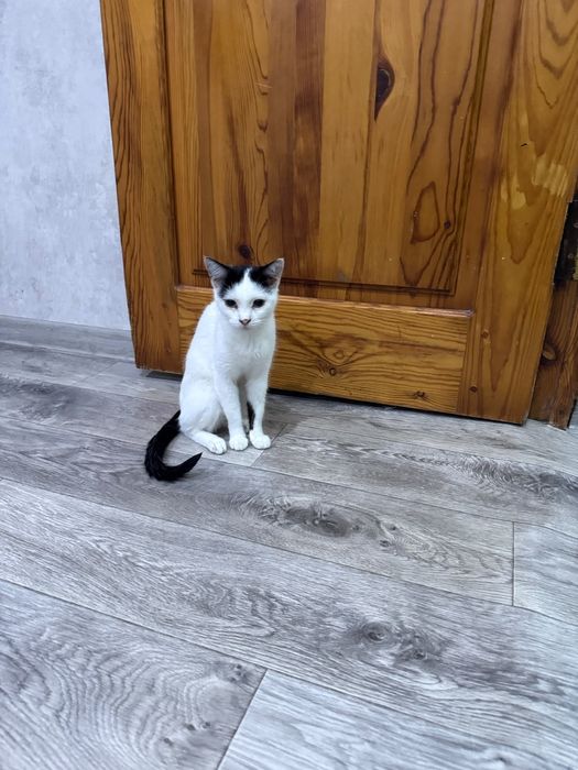 Отдаю кошечку в хорошие руки