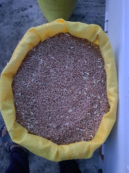 Bugʻdoy optomga ...