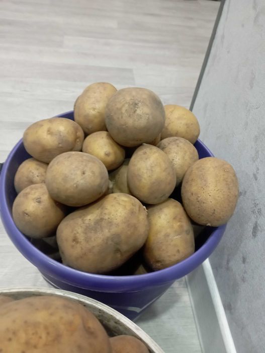 Картофель дачный