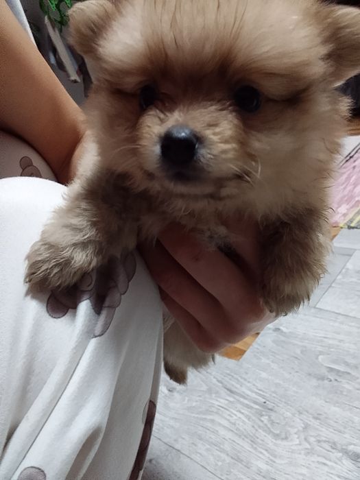 Продам щенка шпица