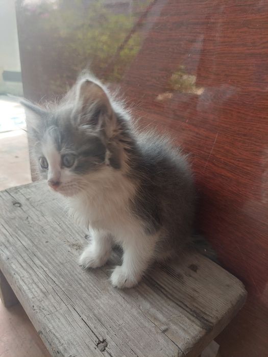 Отдам котят в хорошие руки