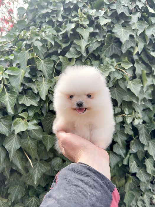 Померан мини момиче със втора ваксина